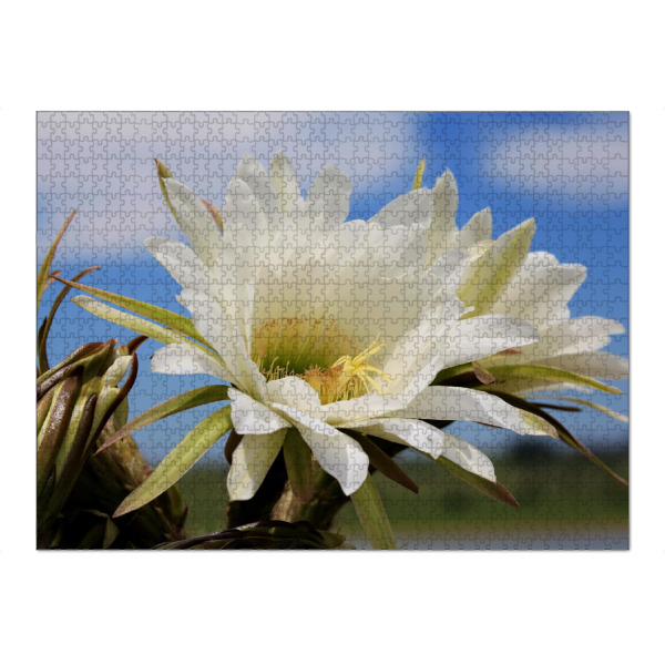 Puzzle Ravensburger "Afrika Kaktusblüte" artboxONE - Natur,Floral,Reise / Afrika