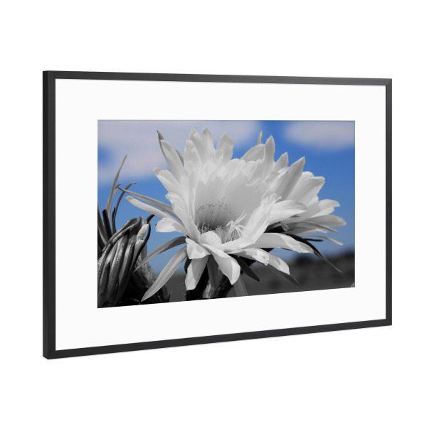 Poster mit Rahmen Schwarz (Metallic) "Kaktusblüte ck" artboxONE - Natur,Floral,Abstrakt