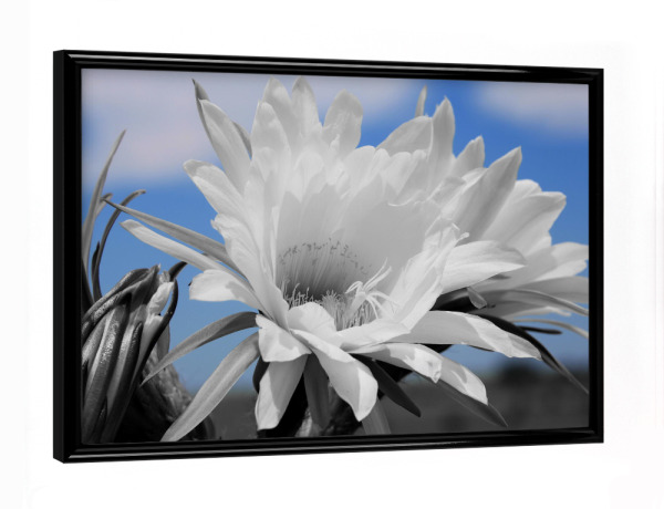 Poster mit schwarzem Rahmen "Kaktusblüte ck" artboxONE - Natur,Floral,Abstrakt