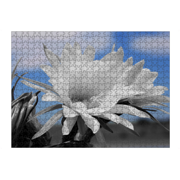 artboxONE Puzzle "Kaktusblüte ck" artboxONE - Natur,Floral,Abstrakt