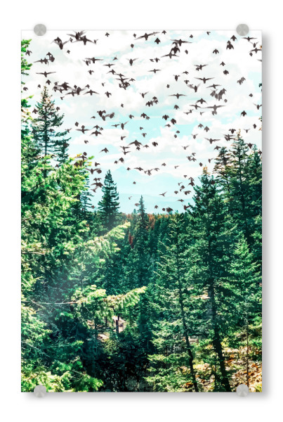 Acrylglasbild "Save The Planet" artboxONE - Natur,Tiere