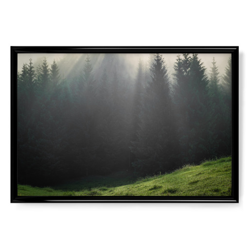 Wald im Karwendel