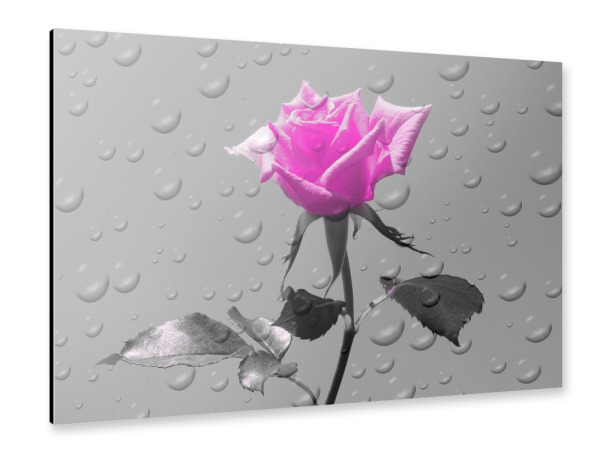 Alu-Dibond "Rosen Tropfen magenta ck" 30x20 cm artboxONE