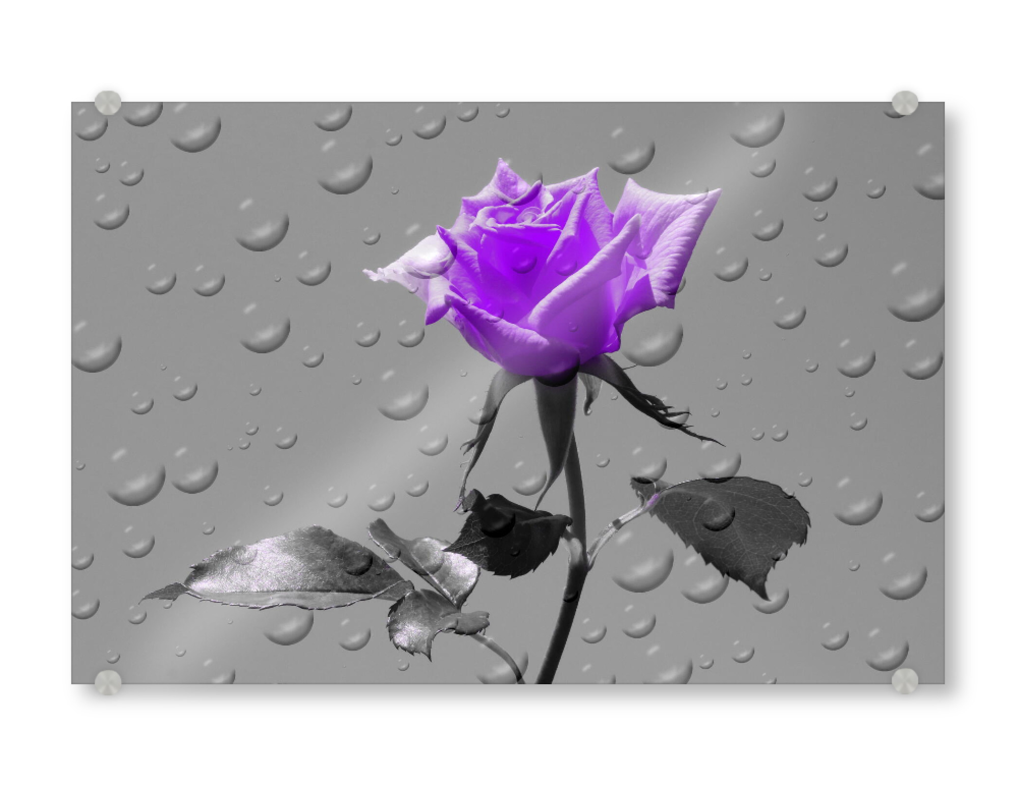 Acrylglasbild "Rosen Tropfen lila ck" artboxONE - Floral,Abstrakt,Schwarzweiß,Liebe