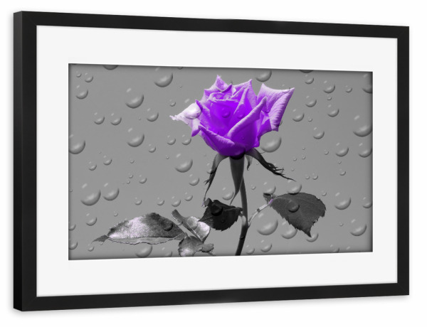 Poster mit Rahmen schwarz "Rosen Tropfen lila ck" artboxONE - Floral,Abstrakt,Schwarzweiß,Liebe