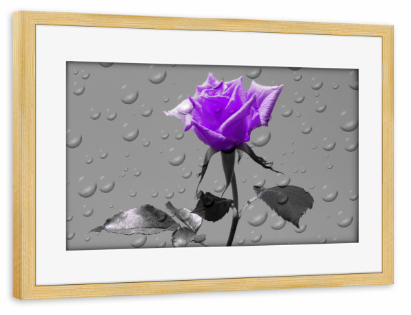 Poster mit Rahmen kiefer "Rosen Tropfen lila ck" artboxONE - Floral,Abstrakt,Schwarzweiß,Liebe