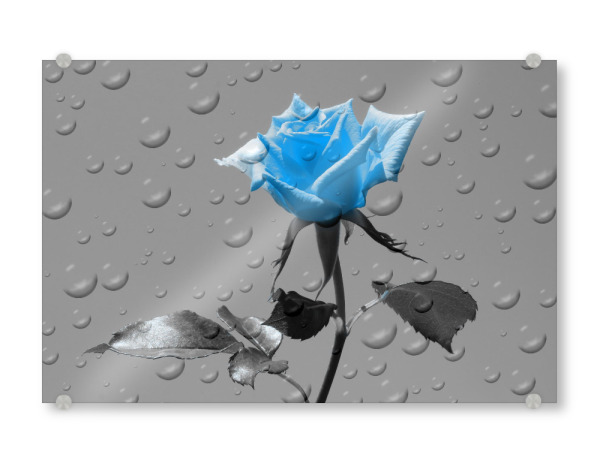 Acrylglasbild "Rosen Tropfen blau ck" artboxONE - Floral,Abstrakt,Schwarzweiß,Liebe