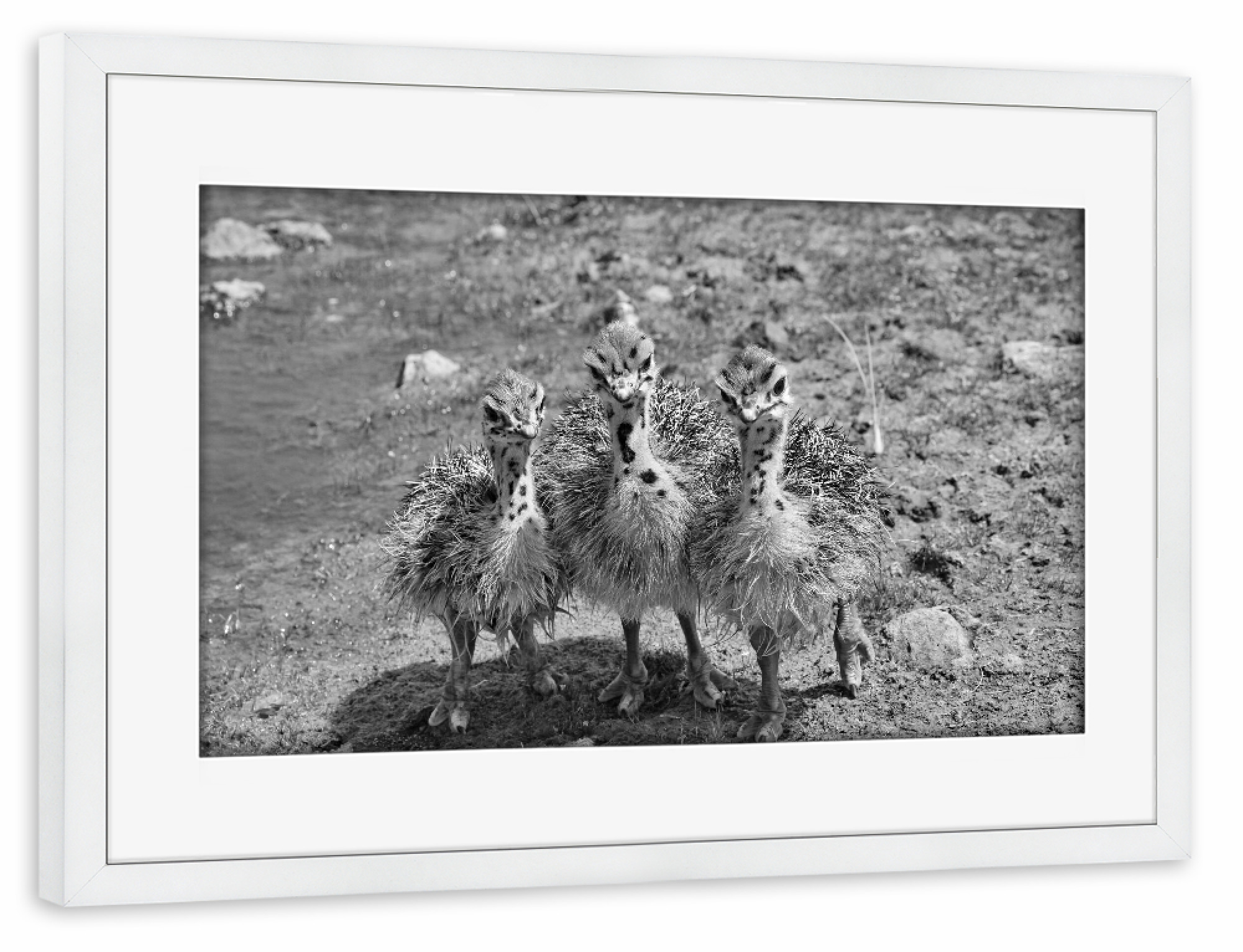 Poster mit Rahmen weiß "Kalahari Straußenbabies" artboxONE - Natur,Tiere,Schwarzweiß,Reise / Afrika
