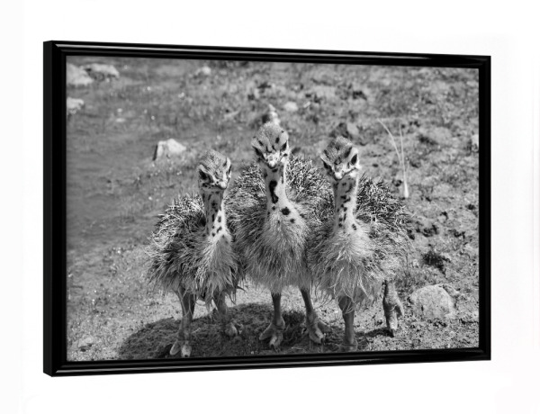 Poster mit schwarzem Rahmen "Kalahari Straußenbabies" artboxONE - Natur,Tiere,Schwarzweiß,Reise / Afrika