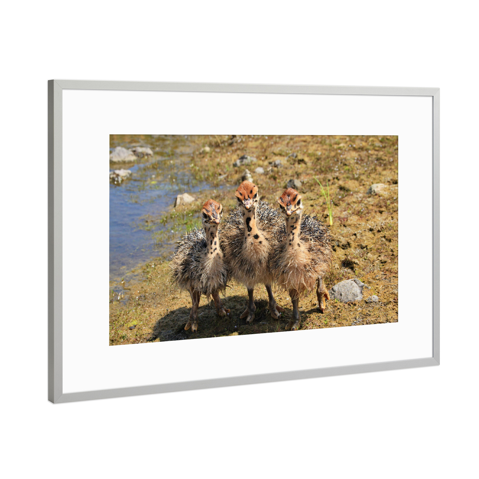 Poster mit Rahmen Silber "Drei Straußenbabies" artboxONE - Natur,Tiere,Reise / Afrika