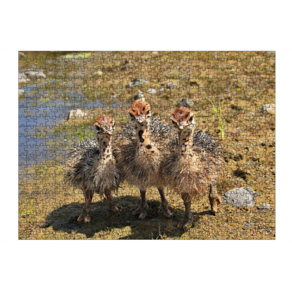 Puzzle Ravensburger "Drei Straußenbabies" artboxONE - Natur,Tiere,Reise / Afrika