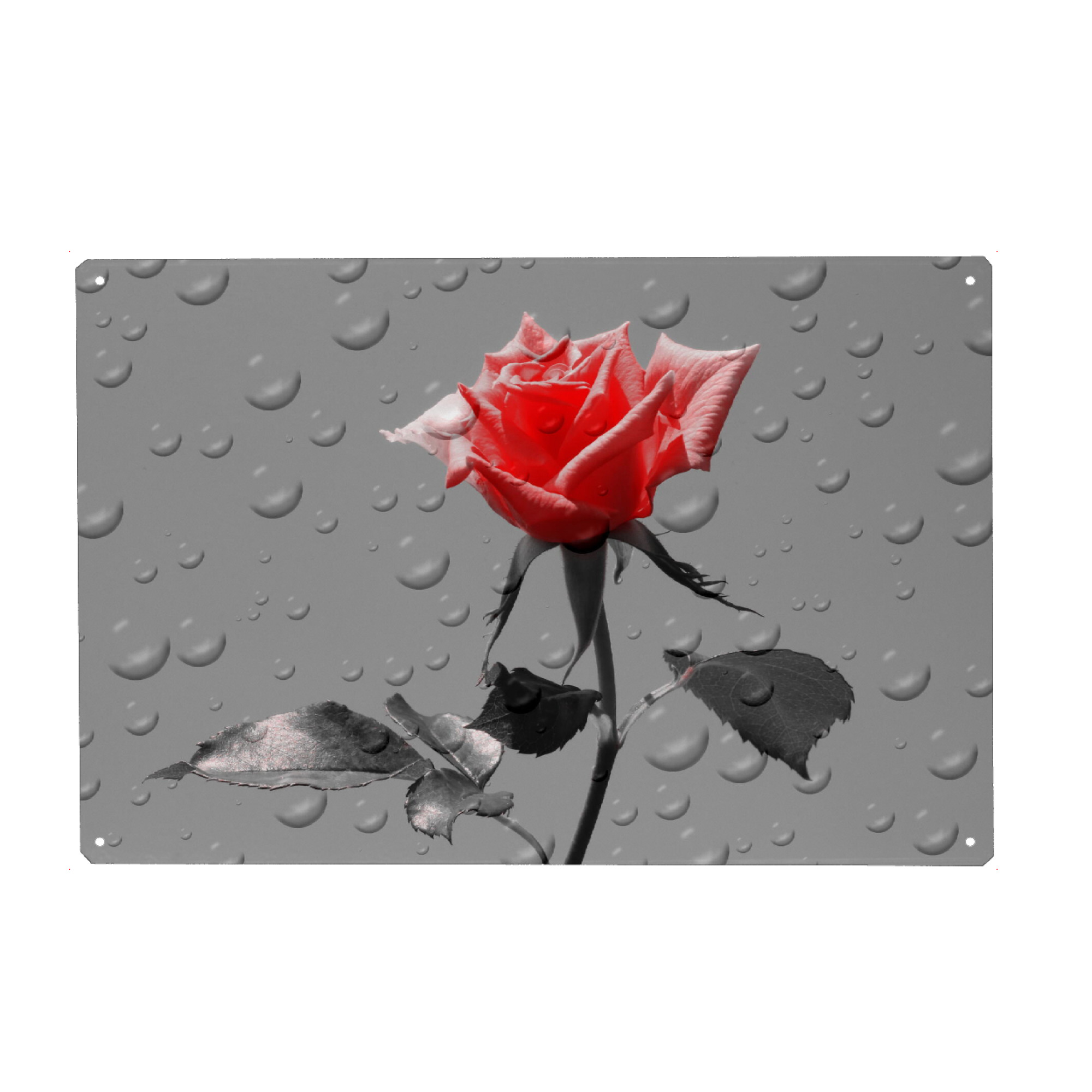 Metall Poster "Rosen Tropfen rot ck" artboxONE - Floral,Abstrakt,Schwarzweiß,Liebe