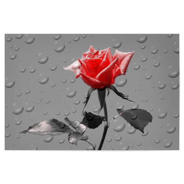 Poster 30x20 cm "Rosen Tropfen rot ck" artboxONE - Floral,Abstrakt,Schwarzweiß,Liebe