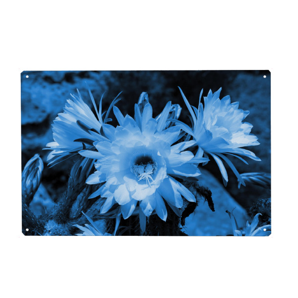 Metall Poster "Kaktus Blüten classic blue" artboxONE - Natur,Floral,Abstrakt