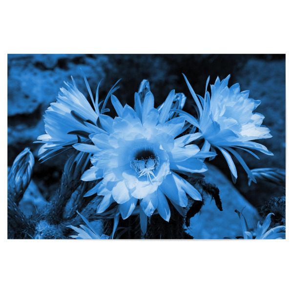 Poster 30x20 cm "Kaktus Blüten classic blue" artboxONE - Natur,Floral,Abstrakt