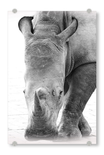 Acrylglasbild "Nashorn Portrait" artboxONE - Natur,Tiere,Schwarzweiß,Reise / Afrika