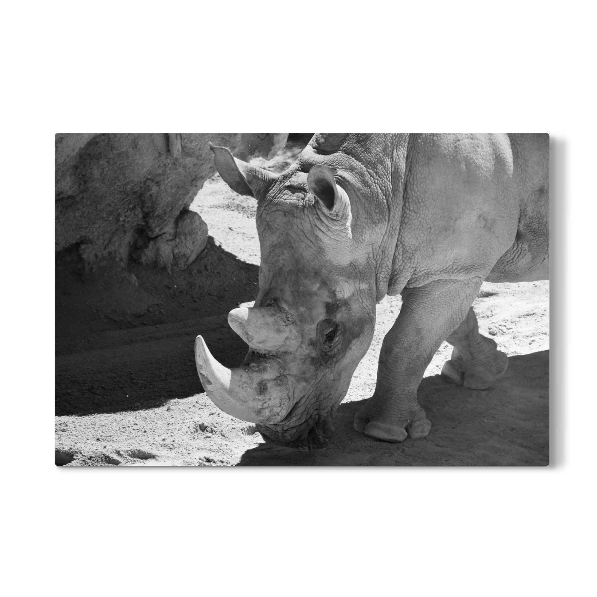 Galerie-Print "Nashorn Gesicht" 75x50 cm artboxONE