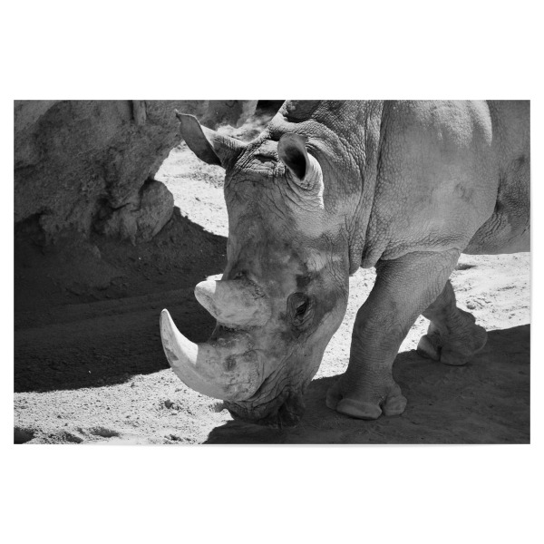 Poster "Nashorn Gesicht" artboxONE - Natur,Tiere,Schwarzweiß,Reise / Afrika
