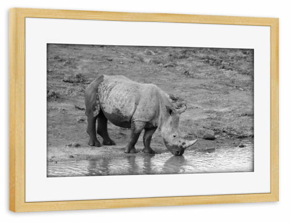 Poster mit Rahmen kiefer "Nashorn beim Trinken" artboxONE - Natur,Tiere,Schwarzweiß,Reise / Afrika