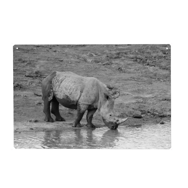 Holzbild "Nashorn beim Trinken" artboxONE - Natur,Tiere,Schwarzweiß,Reise / Afrika