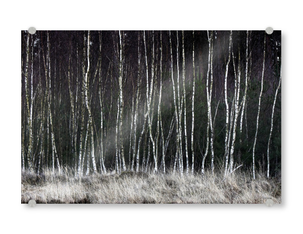 Acrylglasbild "Pioniere" artboxONE - Natur - Birken,Wald,Gräser,Background,Brandenburg,Bäume,Wälder,Ruhe,Entspannung,Trees,Forest,Nature,Natur