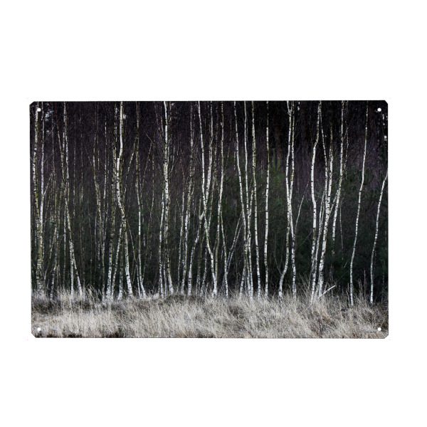 Metall Poster "Pioniere" artboxONE - Natur - Birken,Wald,Gräser,Background,Brandenburg,Bäume,Wälder,Ruhe,Entspannung,Trees,Forest,Nature,Natur