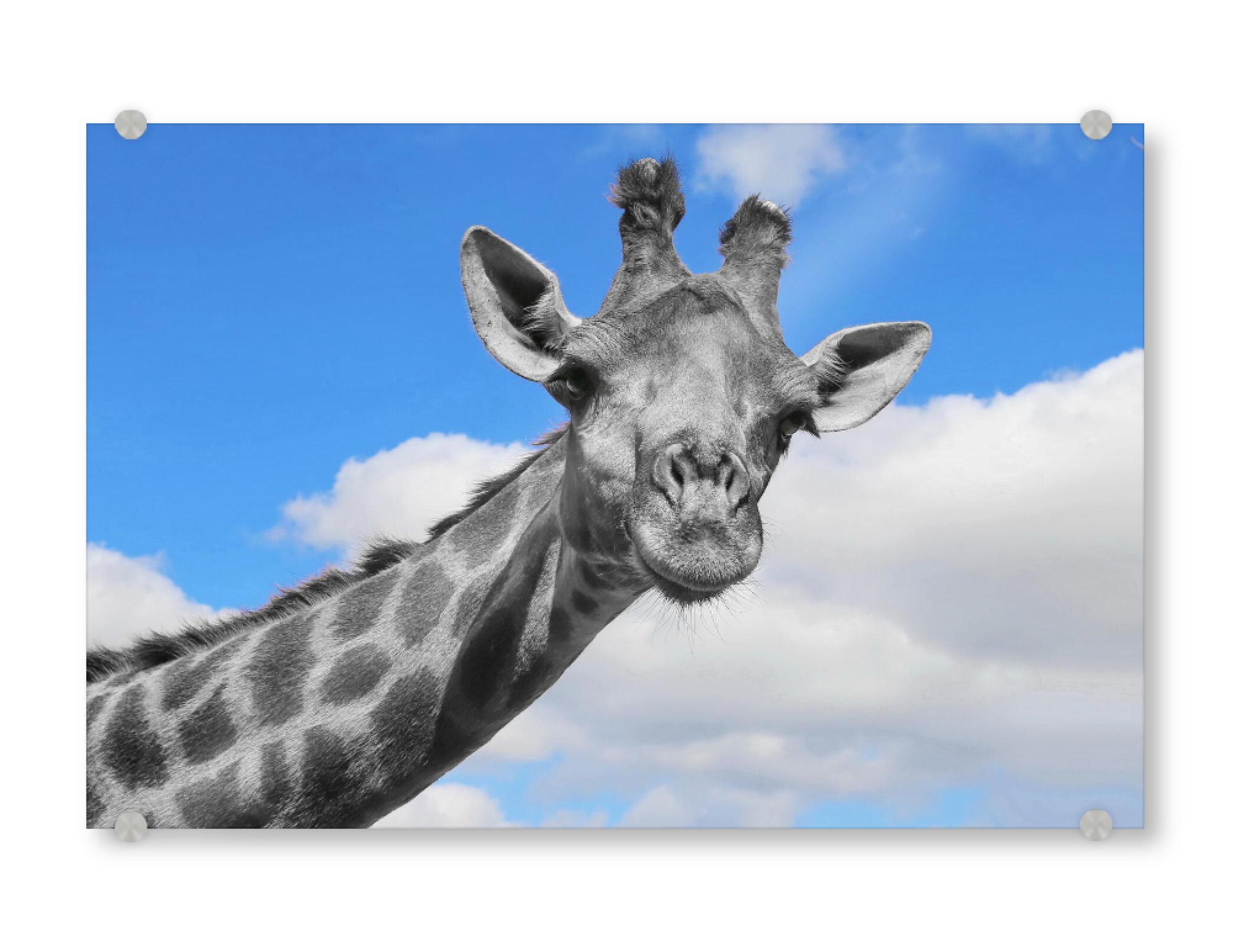 Acrylglasbild "Neugierige Giraffe Portrait ck" artboxONE - Tiere,Abstrakt,Reise / Afrika