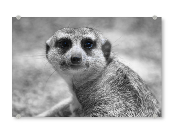 Acrylglasbild "Erdmännchen ck" artboxONE - Natur,Tiere,Schwarzweiß,Reise / Afrika
