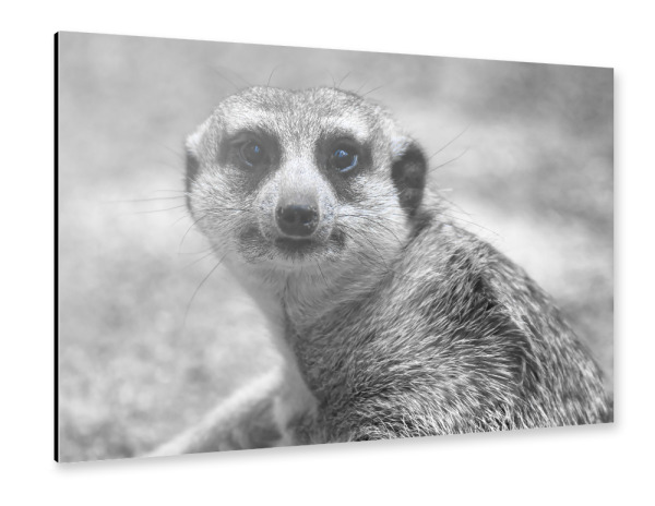 Alu-Dibond "Erdmännchen ck" 30x20 cm artboxONE