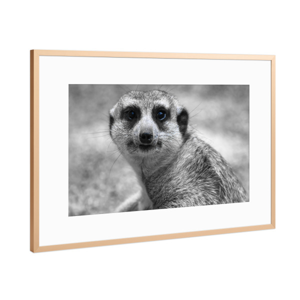 Poster mit Rahmen Kupfer "Erdmännchen ck" artboxONE - Natur,Tiere,Schwarzweiß,Reise / Afrika
