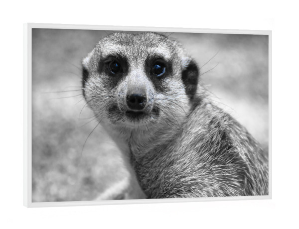 Poster mit weißem Rahmen "Erdmännchen ck" artboxONE - Natur,Tiere,Schwarzweiß,Reise / Afrika