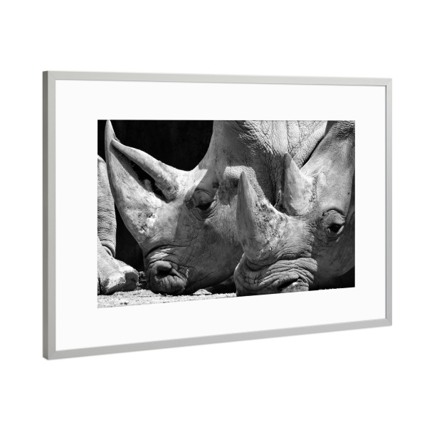 Poster mit Rahmen Silber "Nashorn Pause" artboxONE - Natur,Tiere,Schwarzweiß,Reise / Afrika
