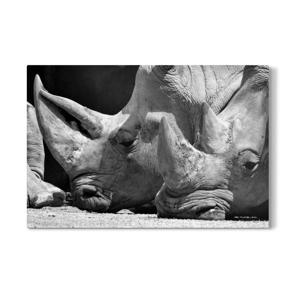 Galerie-Print "Nashorn Pause" 30x20 cm artboxONE