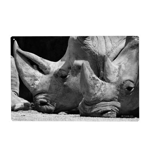Metall Poster "Nashorn Pause" artboxONE - Natur,Tiere,Schwarzweiß,Reise / Afrika