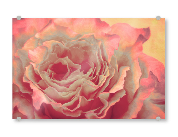 Acrylglasbild "Beautyful Rose" artboxONE - Natur,Floral,Liebe