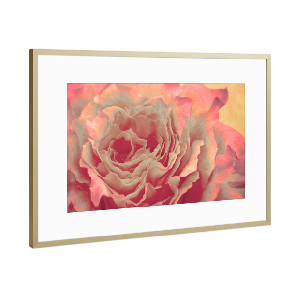 Poster mit Rahmen Gold "Beautyful Rose" artboxONE - Natur,Floral,Liebe