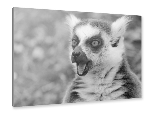 Alu-Dibond "Lemure" 30x20 cm artboxONE