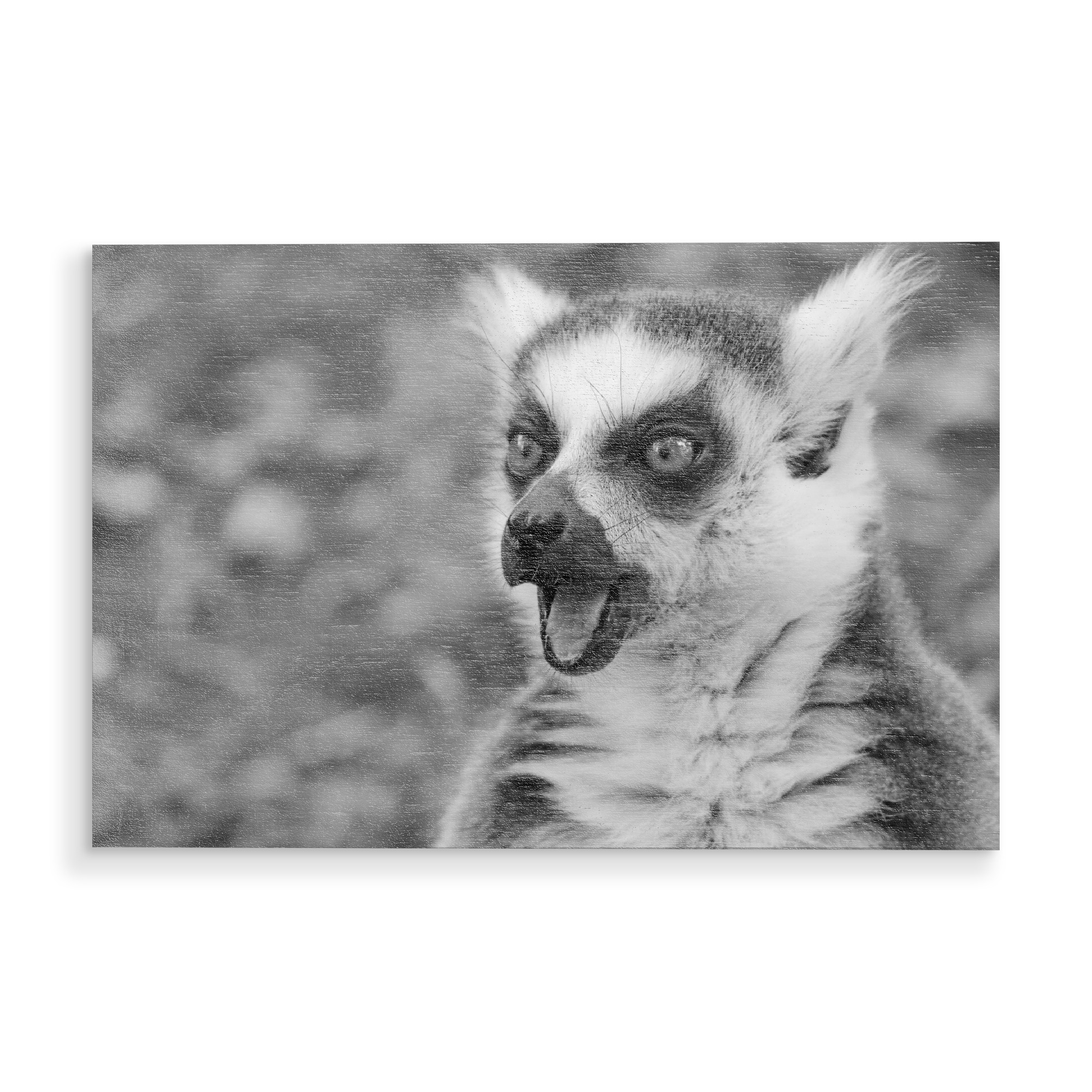 Holzbild "Lemure" artboxONE - Natur,Tiere,Schwarzweiß,Reise / Afrika,Lustig
