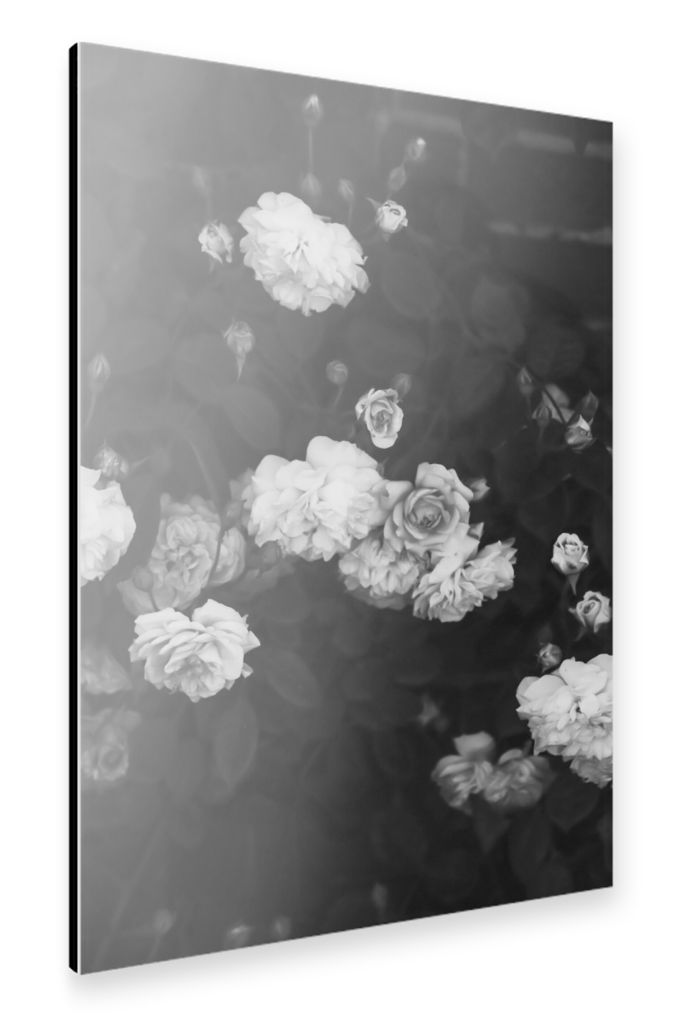 Alu-Dibond "Black and White Roses" 30x20 cm artboxONE