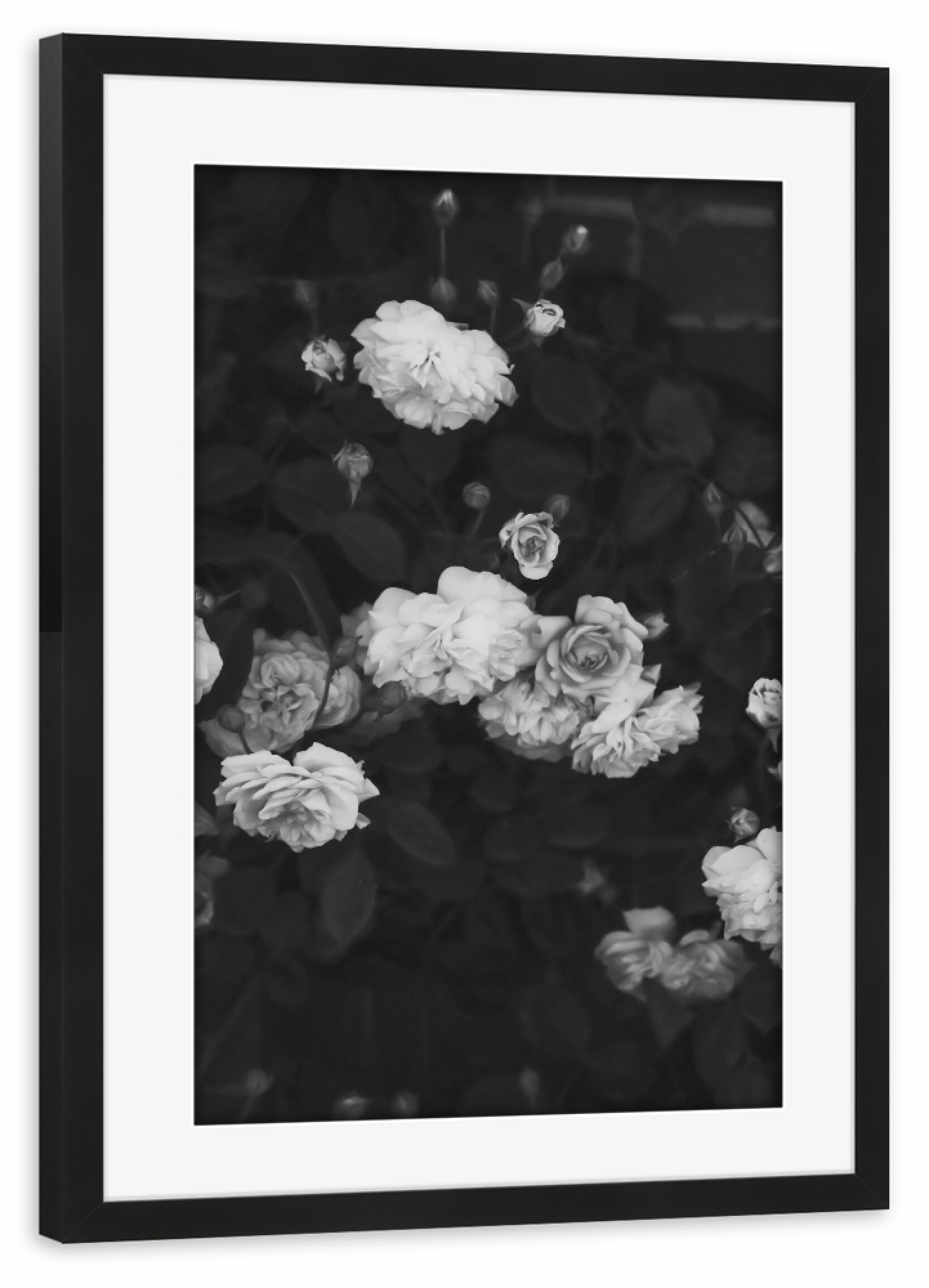 Poster mit Rahmen schwarz "Black and White Roses" artboxONE - Natur,Floral,Schwarzweiß