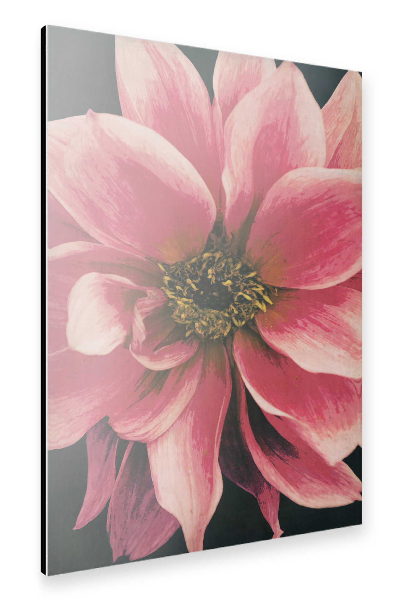Alu-Dibond "Dahlie" 75x50 cm artboxONE