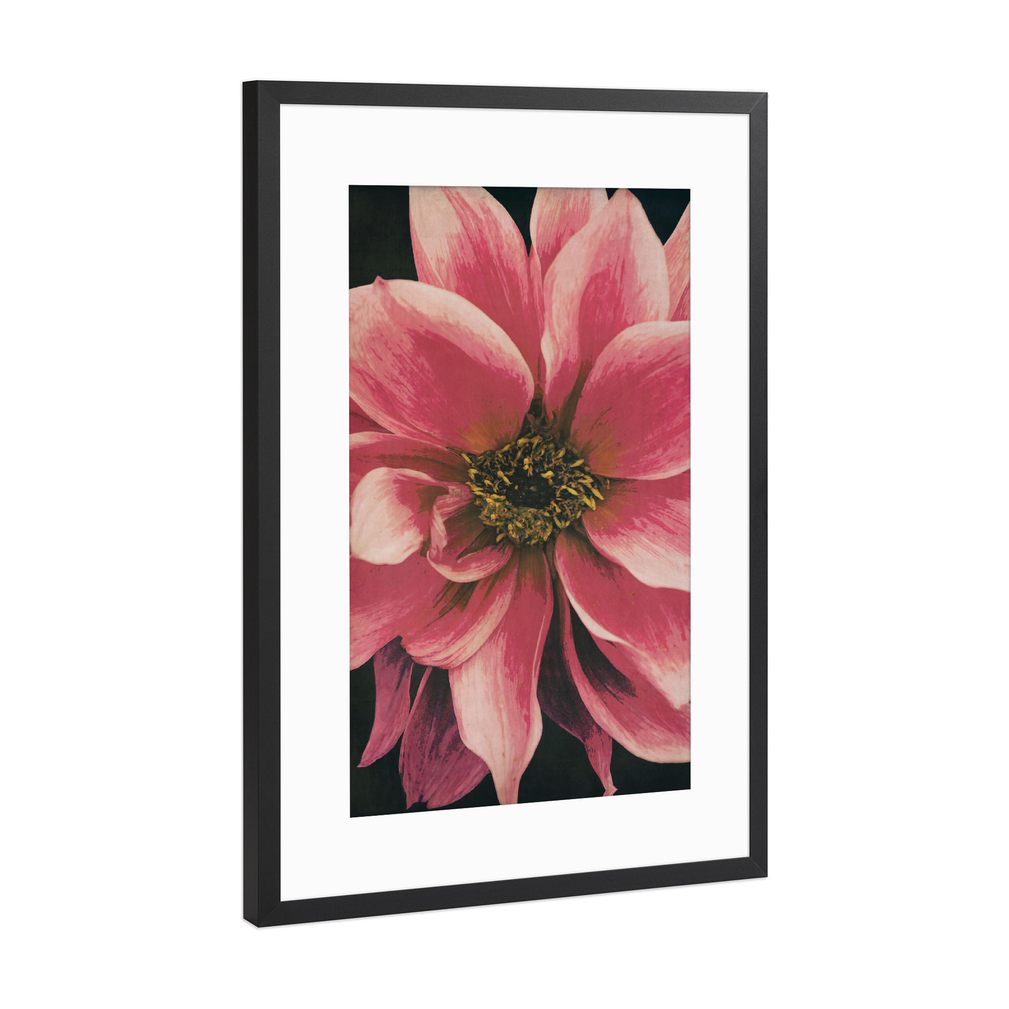 Poster mit Rahmen Schwarz (Metallic) "Dahlie" artboxONE - Natur,Floral,Für Mama