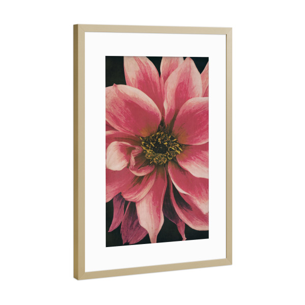 Poster mit Rahmen Gold "Dahlie" artboxONE - Natur,Floral,Für Mama - Dahlie,Blume,Abstrakt,Blumenmakro,Natur,Modern,Nature,Flower,Closeup,Summer,Floral