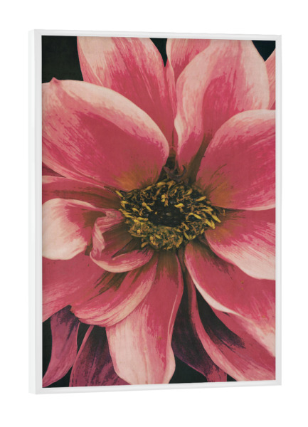 Poster mit weißem Rahmen "Dahlie" artboxONE - Natur,Floral,Für Mama