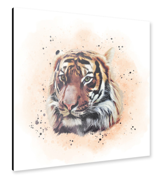 Alu-Dibond "The Tiger Portrait" 30x30 cm artboxONE