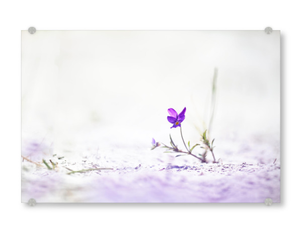 Acrylglasbild "Sandveilchen" artboxONE - Natur,Floral