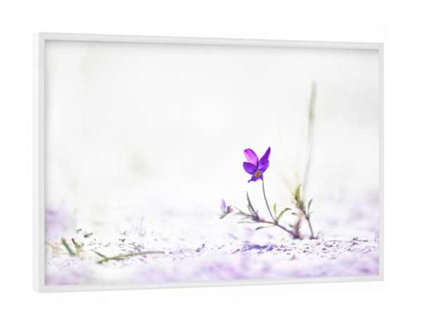 Poster mit weißem Rahmen "Sandveilchen" artboxONE - Natur,Floral