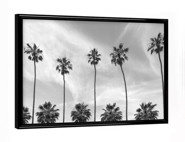 Poster mit schwarzem Rahmen "Palmen an der Küste von La Jolla" artboxONE - Natur,Schwarzweiß,Reise / Strand und Meer
