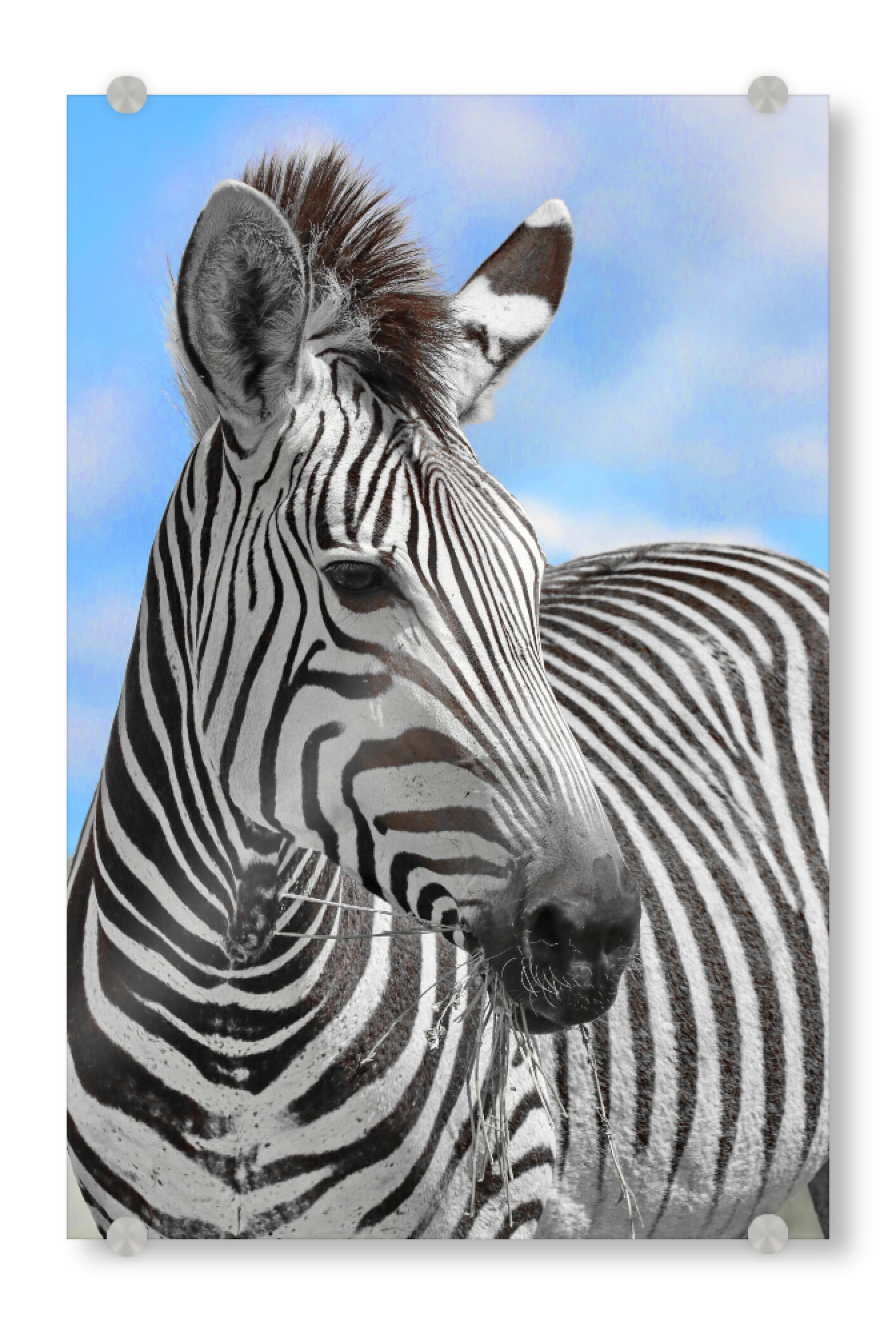 Acrylglasbild "Zebra Portrait ck" artboxONE - Tiere,Abstrakt,Reise / Afrika
