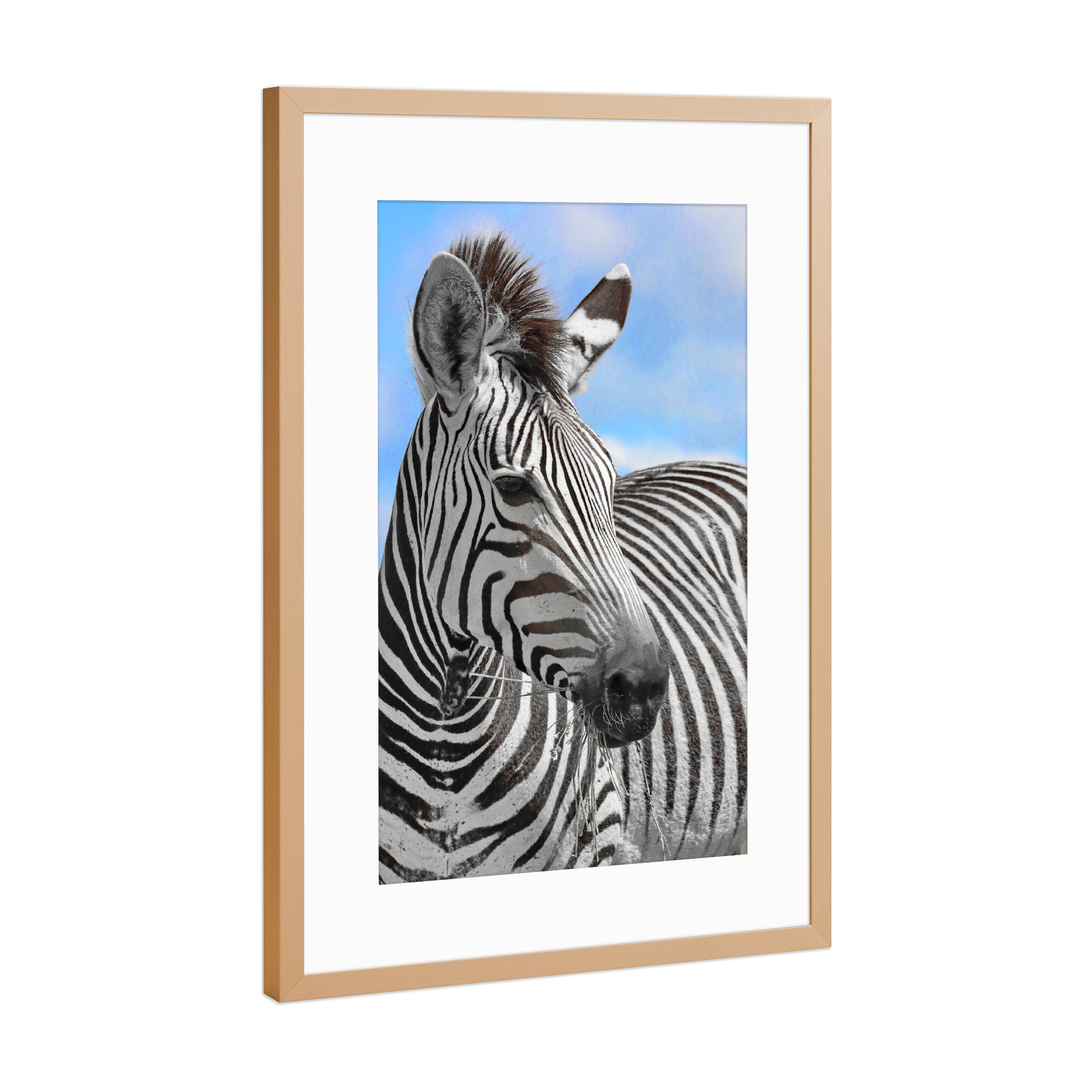 Poster mit Rahmen Kupfer "Zebra Portrait ck" artboxONE - Tiere,Abstrakt,Reise / Afrika